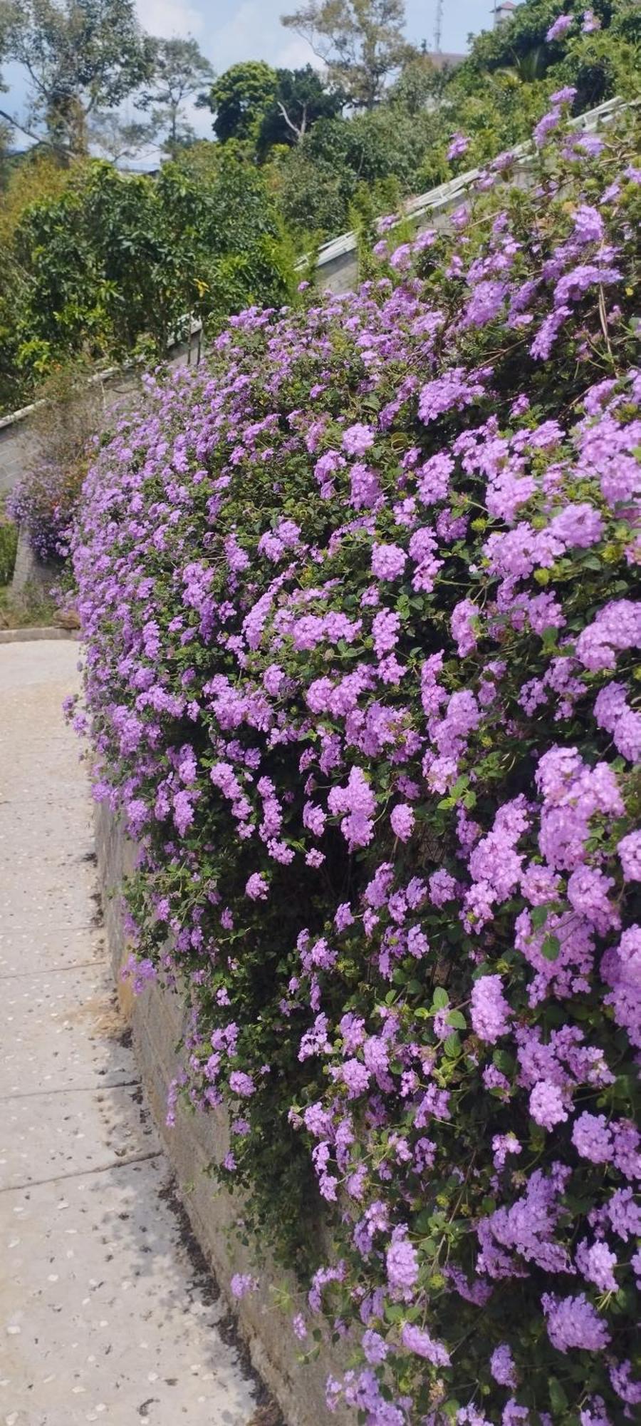 Homestay Chan Que Bao Loc Εξωτερικό φωτογραφία